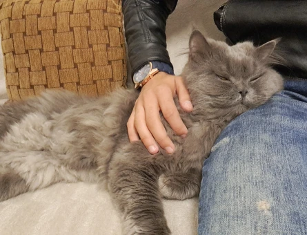 Orijinal British Longhair 4 Yaşında - Görsel 4
