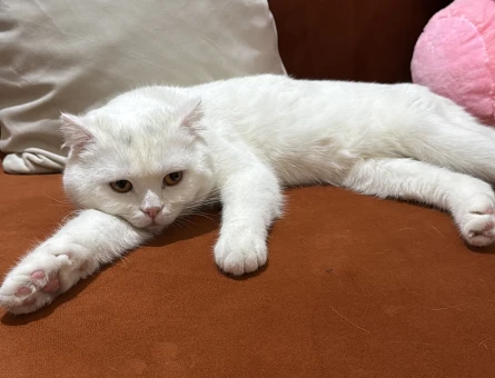British Shorthair 1,5 Yalş - 118985284