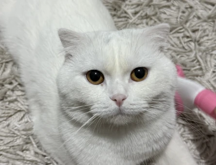 British Shorthair 15 Yalş - Görsel 3