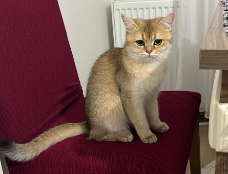 Golden British shorthair - 118985285