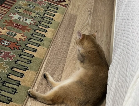 Golden British shorthair - Görsel 3