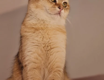 Golden British shorthair - Görsel 4
