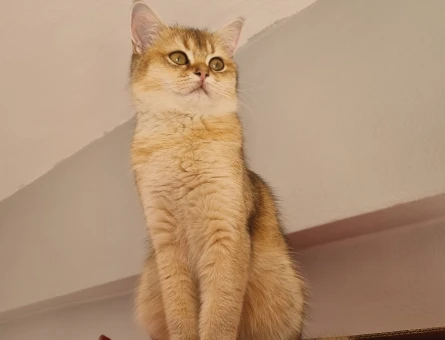 Golden British shorthair - Görsel 5