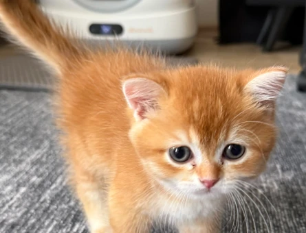 2 Aylık Golden British Shorthair Aşılı - 118985300