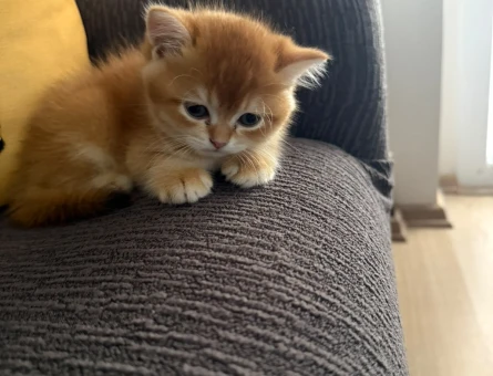 2 Aylık Golden British Shorthair Aşılı - Görsel 3