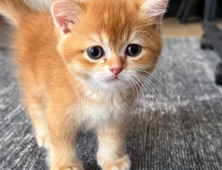 2 Aylık Golden British Shorthair Aşılı - Görsel 4