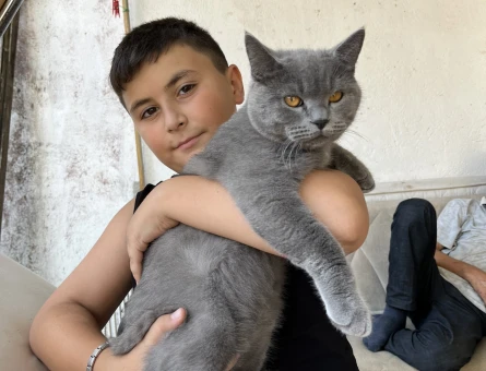 British Shorthair 1,5 Yaşında Eş Arıyor - 118985304