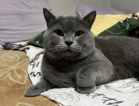 British Shorthair 15 Yaşında Eş Arıyor - Görsel 3