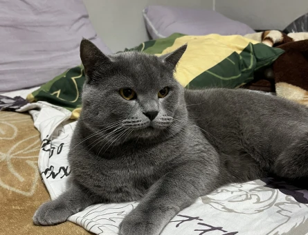 British Shorthair 15 Yaşında Eş Arıyor - Görsel 4