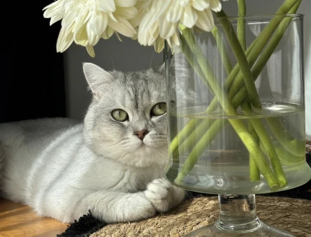 British Shorthair Oğluma eş arıyorum - 118985308