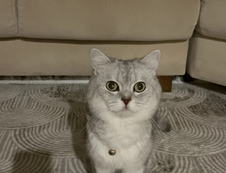 British Shorthair Oğluma eş arıyorum - Görsel 3