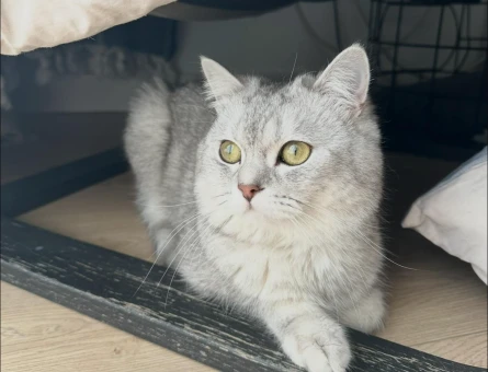 British Shorthair Oğluma eş arıyorum - Görsel 4