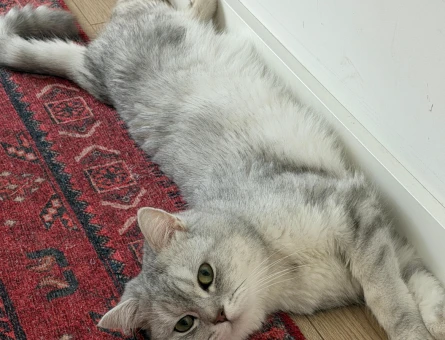 British Shorthair Oğluma eş arıyorum - Görsel 5