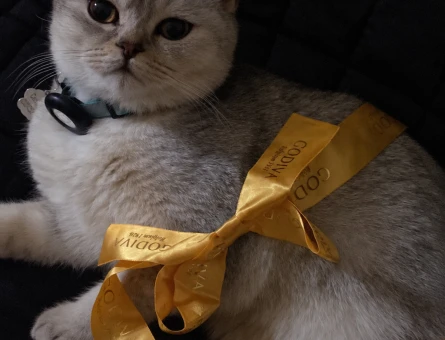 Yakışıklı Safkan British Shorthair Oğlumuza Eş Arıyoruz - Görsel 2