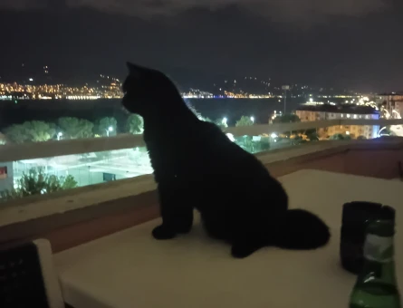 British shorthair disi kedimi es lazim - Görsel 4