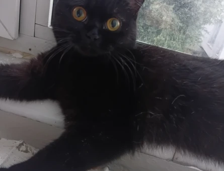 British shorthair disi kedimi es lazim - Görsel 5