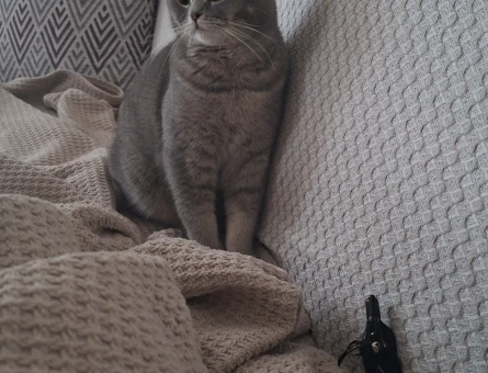 British Shorthair Kızgınlıkta acil eş arıyorum - 118985315