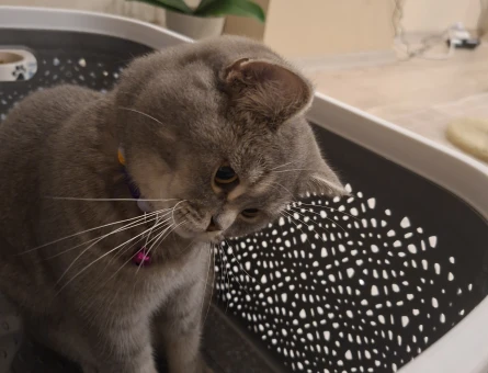 British Shorthair Kızgınlıkta acil eş arıyorum - Görsel 3