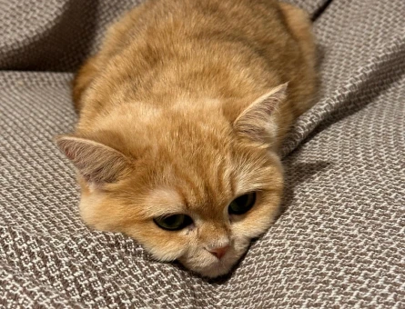 British Shorthair Damat arıyoruz arıyoruz - 118985316
