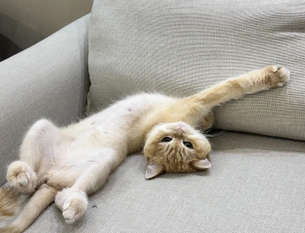 British Shorthair Damat arıyoruz arıyoruz - Görsel 3
