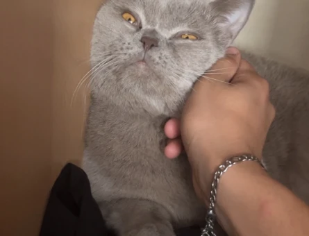 British shorthair kedime eş aranıyor - 118985318