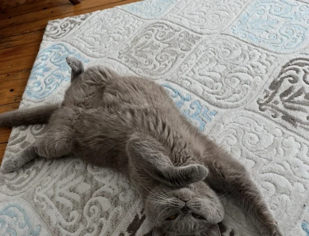British shorthair kedime eş aranıyor - Görsel 3