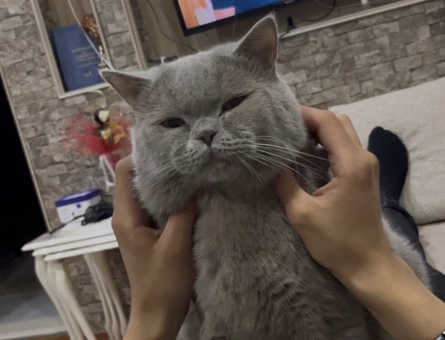 British shorthair kedime eş aranıyor - Görsel 4