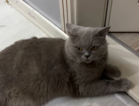 British shorthair kedime eş aranıyor - Görsel 5
