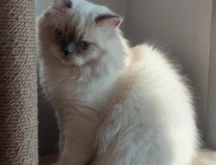 blue point british shorthair oğluma scotish gelin arıyoruz🫠 - 118985324