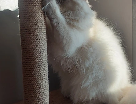 blue point british shorthair oğluma scotish gelin arıyoruz - Görsel 3