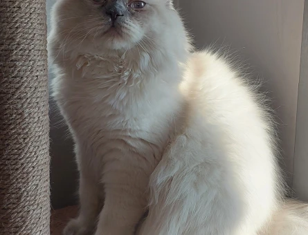 blue point british shorthair oğluma scotish gelin arıyoruz - Görsel 4