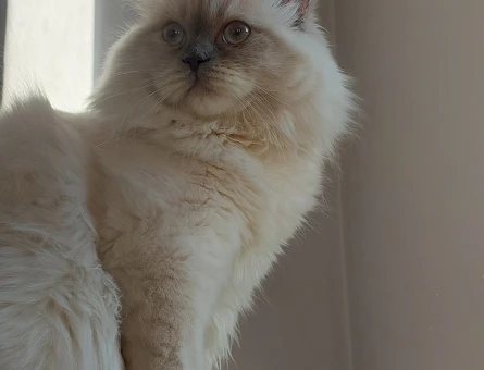 blue point british shorthair oğluma scotish gelin arıyoruz - Görsel 5