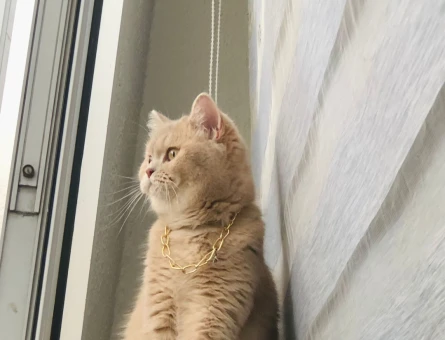 British Shorthair 1 Yaşında Kızıma EŞ Arıyorum - 118985326