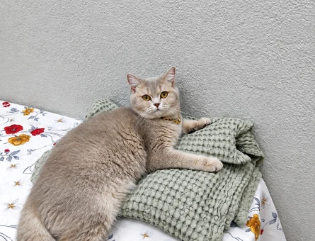 British Shorthair 1 Yaşında Kızıma EŞ Arıyorum - Görsel 3