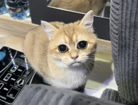 Golden british shorthair - 118985334