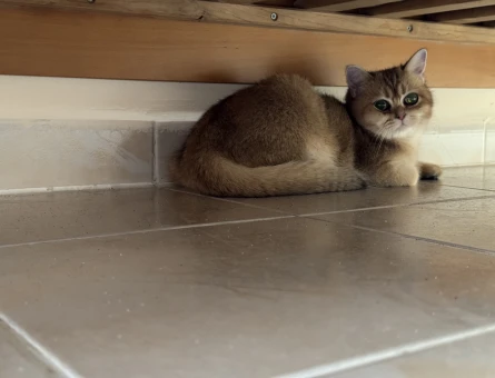 Golden british shorthair - Görsel 3
