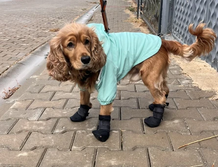 İngiliz Cocker Spaniel eş arıyorum - 118985333