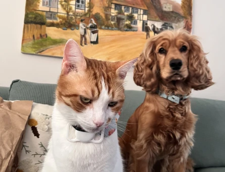 İngiliz Cocker Spaniel eş arıyorum - Görsel 3