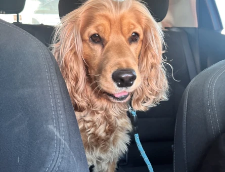 İngiliz Cocker Spaniel eş arıyorum - Görsel 4