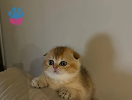 Golden Scottish Fold Kızımıza Eş
