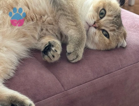 Golden Scottish Fold Kızımıza Eş