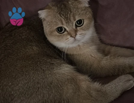 Golden Scottish Fold Kızımıza Eş