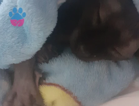 Güzel kızımız eş arıyor♡