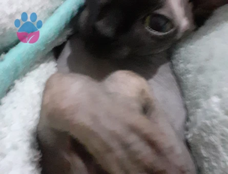 Güzel kızımız eş arıyor♡