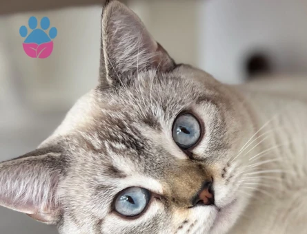 British silver point erkek