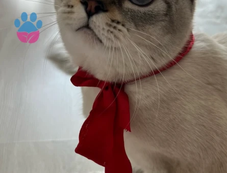 British silver point erkek