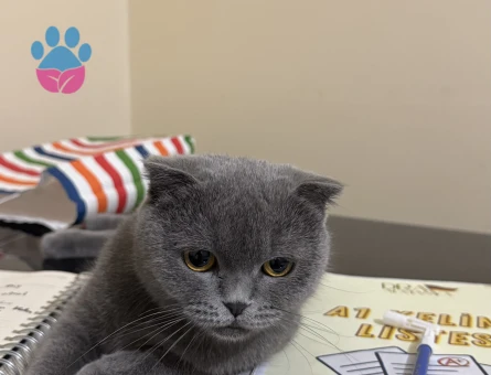 Scottish Dişi Kedimize Eş Arıyoruz