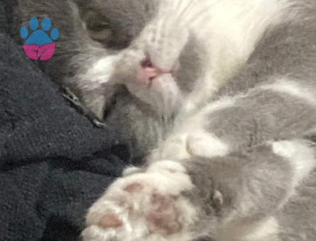 British Shorthair 1 Yaşında Eş Arıyor