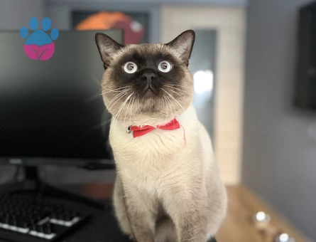 British Shorthair 1 yaşında Eş Arıyor