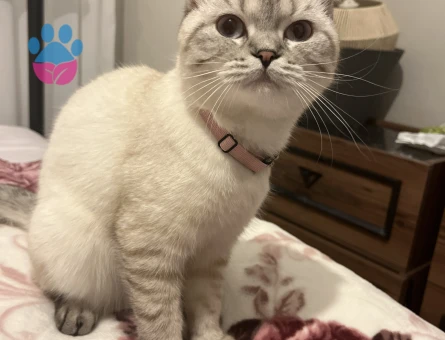 Scottish Straight Mia'ya eş arıyorum